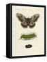 Strange Insects-null-Framed Stretched Canvas