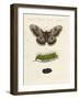 Strange Insects-null-Framed Giclee Print