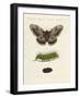 Strange Insects-null-Framed Giclee Print