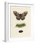 Strange Insects-null-Framed Giclee Print