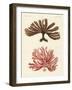Strange Kinds of Seaweed-null-Framed Giclee Print