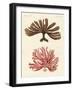 Strange Kinds of Seaweed-null-Framed Giclee Print