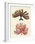 Strange Kinds of Seaweed-null-Framed Giclee Print