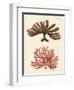 Strange Kinds of Seaweed-null-Framed Giclee Print