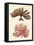 Strange Kinds of Seaweed-null-Framed Stretched Canvas