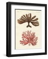 Strange Kinds of Seaweed-null-Framed Premium Giclee Print