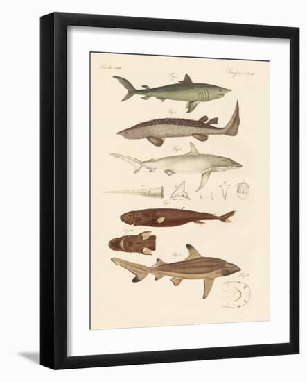 Strange Kinds of Sharks-null-Framed Giclee Print