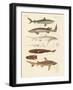 Strange Kinds of Sharks-null-Framed Giclee Print