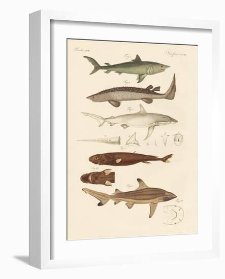 Strange Kinds of Sharks-null-Framed Giclee Print