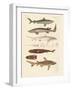 Strange Kinds of Sharks-null-Framed Giclee Print