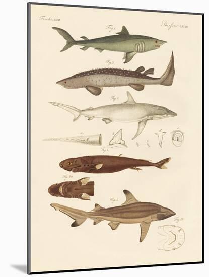 Strange Kinds of Sharks-null-Mounted Giclee Print