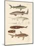 Strange Kinds of Sharks-null-Mounted Giclee Print