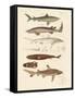 Strange Kinds of Sharks-null-Framed Stretched Canvas