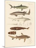 Strange Kinds of Sharks-null-Mounted Giclee Print