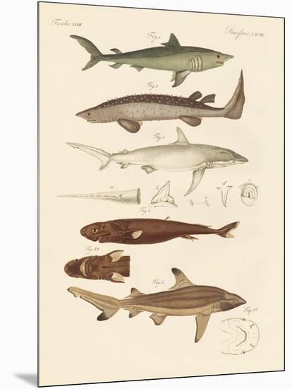 Strange Kinds of Sharks-null-Mounted Giclee Print