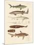 Strange Kinds of Sharks-null-Mounted Giclee Print