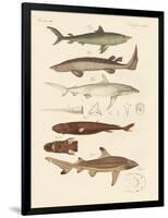 Strange Kinds of Sharks-null-Framed Giclee Print