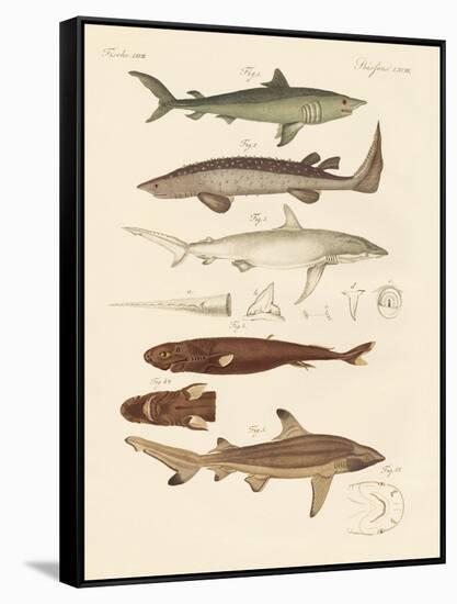 Strange Kinds of Sharks-null-Framed Stretched Canvas