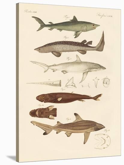 Strange Kinds of Sharks-null-Stretched Canvas