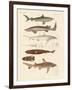 Strange Kinds of Sharks-null-Framed Giclee Print