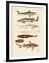 Strange Kinds of Sharks-null-Framed Giclee Print