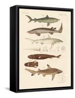 Strange Kinds of Sharks-null-Framed Stretched Canvas