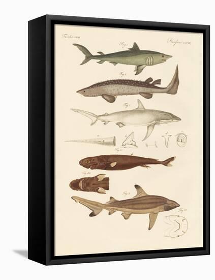 Strange Kinds of Sharks-null-Framed Stretched Canvas