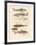 Strange Kinds of Sharks-null-Framed Giclee Print