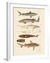 Strange Kinds of Sharks-null-Framed Giclee Print