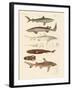 Strange Kinds of Sharks-null-Framed Giclee Print