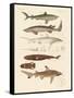 Strange Kinds of Sharks-null-Framed Stretched Canvas