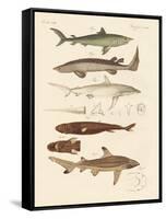 Strange Kinds of Sharks-null-Framed Stretched Canvas