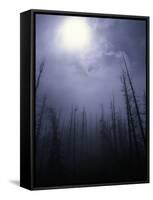 Strange Light Over Dead Trees, Colorado-Michael Brown-Framed Stretched Canvas