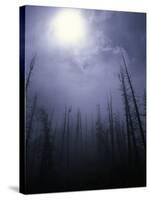 Strange Light Over Dead Trees, Colorado-Michael Brown-Stretched Canvas