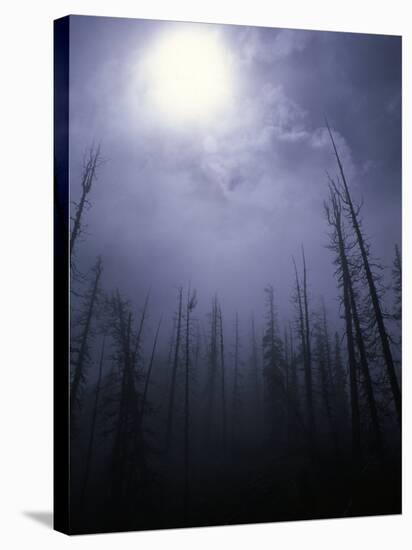 Strange Light Over Dead Trees, Colorado-Michael Brown-Stretched Canvas