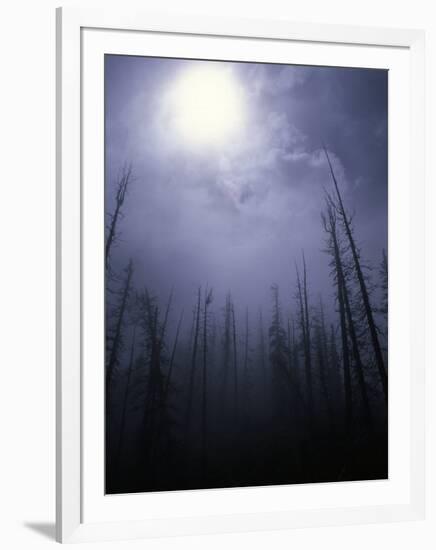 Strange Light Over Dead Trees, Colorado-Michael Brown-Framed Premium Photographic Print