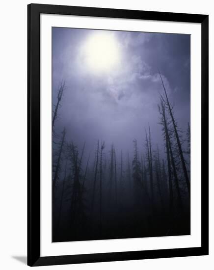 Strange Light Over Dead Trees, Colorado-Michael Brown-Framed Premium Photographic Print