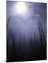 Strange Light Over Dead Trees, Colorado-Michael Brown-Mounted Premium Photographic Print