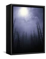 Strange Light Over Dead Trees, Colorado-Michael Brown-Framed Stretched Canvas