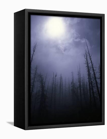 Strange Light Over Dead Trees, Colorado-Michael Brown-Framed Stretched Canvas