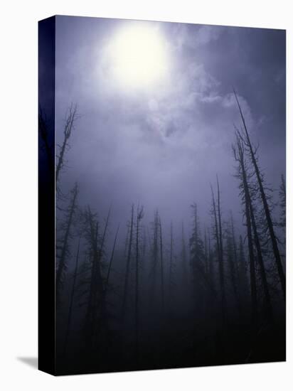 Strange Light Over Dead Trees, Colorado-Michael Brown-Stretched Canvas