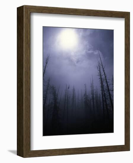 Strange Light Over Dead Trees, Colorado-Michael Brown-Framed Photographic Print