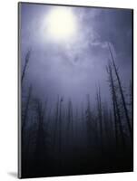 Strange Light Over Dead Trees, Colorado-Michael Brown-Mounted Photographic Print