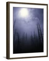 Strange Light Over Dead Trees, Colorado-Michael Brown-Framed Photographic Print