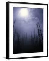 Strange Light Over Dead Trees, Colorado-Michael Brown-Framed Photographic Print