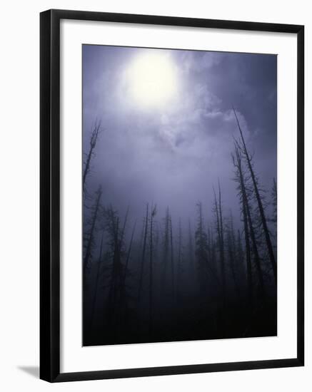 Strange Light Over Dead Trees, Colorado-Michael Brown-Framed Photographic Print