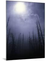 Strange Light Over Dead Trees, Colorado-Michael Brown-Mounted Photographic Print