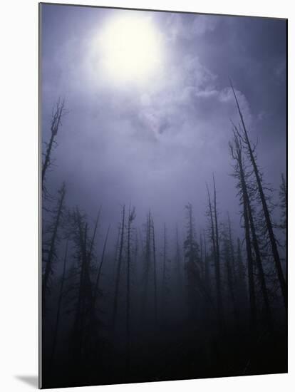 Strange Light Over Dead Trees, Colorado-Michael Brown-Mounted Photographic Print