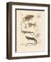 Strange Lizards-null-Framed Premium Giclee Print