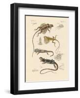 Strange Lizards-null-Framed Premium Giclee Print